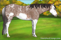Horse Color:Bay Ice Splash Frame Rabicano 