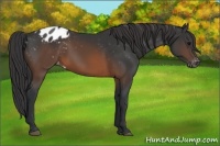 Horse Color:Brown Appaloosa 