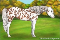 Horse Color:Silver Bay Splash Near Leopard 