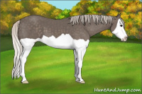 Horse Color:Silver Black Splash