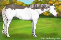 Horse Color:Silver Black Splash