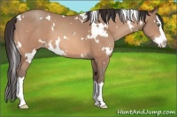 Horse Color:White Spotted Amber Champagne Sabino Splash 