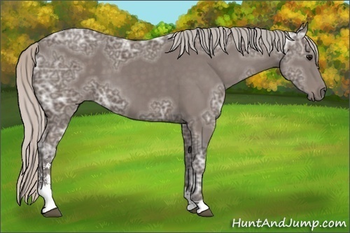 Horse Color: Silver Black Ice Sabino 