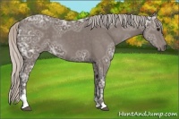 Horse Color:Silver Black Ice Sabino 