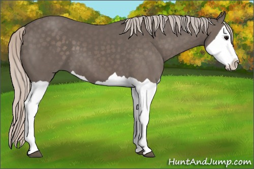 Horse Color: Silver Black Splash 