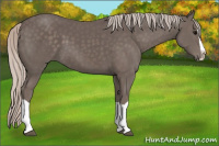 Horse Color:Silver Black Splash