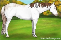 Horse Color:Red Dun Ice Roan Splash Frame Rabicano 