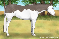 Horse Color:Silver Black Splash