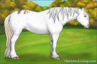 Horse Color:Chocolate Palomino Frame Appaloosa 
