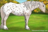 Horse Color:Chocolate Palomino Roan Appaloosa 