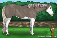 Horse Color:Silver Black Splash 
