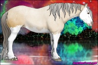 Horse Color:Buckskin Splash 