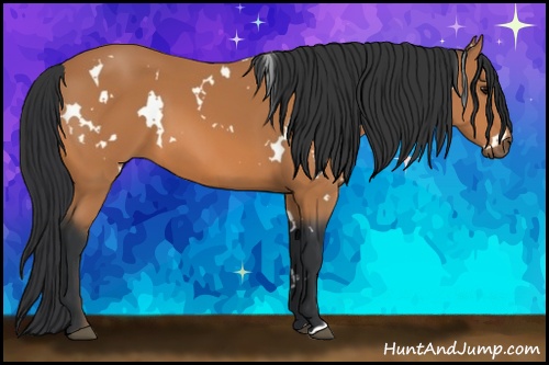 Horse Color: White Spotted Bay 