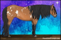 Horse Color:White Spotted Bay 