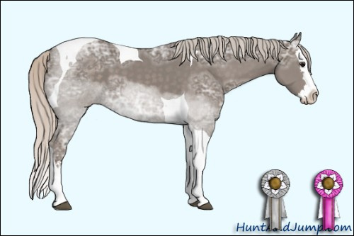 Horse Color: Unknown 