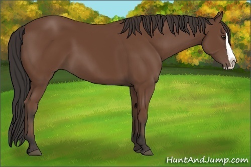 Horse Color: Bay Splash 