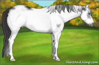 Horse Color:White Spotted Smoky Black Sabino Splash Frame
