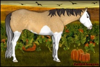 Horse Color:Buckskin Dun Splash 