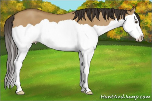 Horse Color: Buckskin Dun Splash 