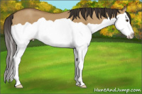 Horse Color:Buckskin Dun Splash