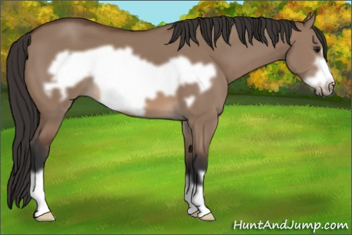 Horse Color: Brown Dun Frame 