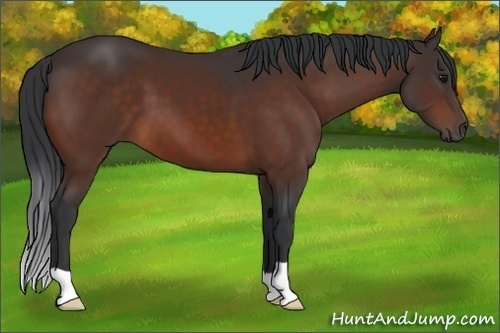 Horse Color: Bay 