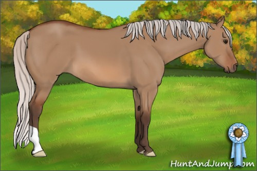 Horse Color: Silver Bay Dun 