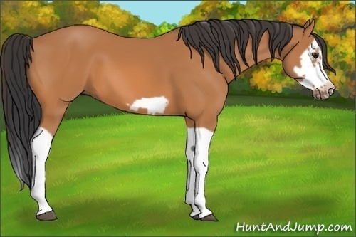 Horse Color:Bay Splash Frame 