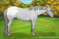 Horse Color:Blue Roan Appaloosa