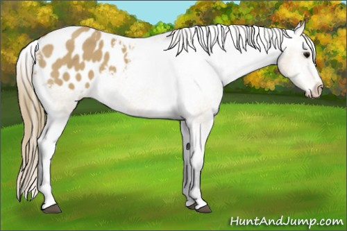 Horse Color:Buckskin Sabino Blanket 