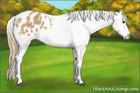 Horse Color:Buckskin Sabino Blanket 