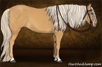 Horse Color:Palomino