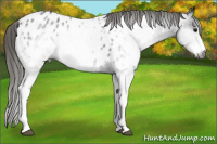 Horse Color:Gray White Spotted Smoky Black Appaloosa