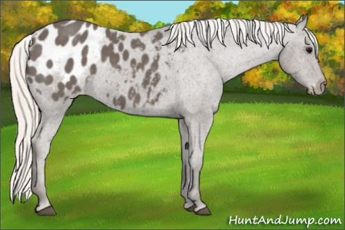 Horse Color: Silver Smoky Black Blanket 