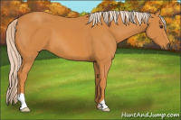 Horse Color:Palomino