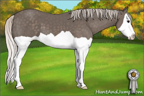 Horse Color: Unknown 