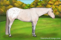 Horse Color:Bay Appaloosa Rabicano