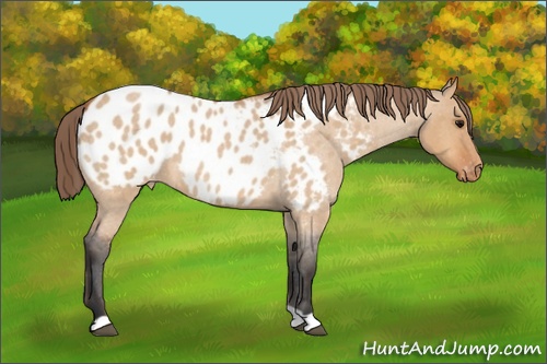 Horse Color: Bay Roan Dun Blanket 