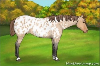 Horse Color:Bay Roan Dun Appaloosa 