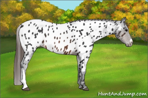 Horse Color: Brown Near Leopard 