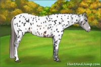 Horse Color:Brown Appaloosa 