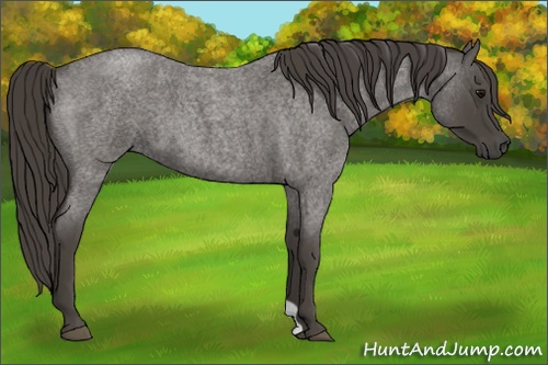 Horse Color:Smoky Blue Roan 