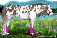Horse Color:Liver Chestnut Splash Appaloosa 