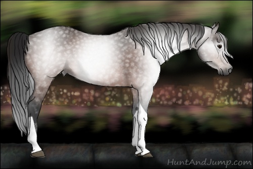 Horse Color:Gray Bay Tobiano 