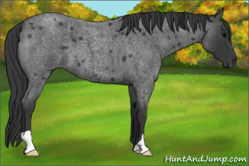 Horse Color:Brown Roan 