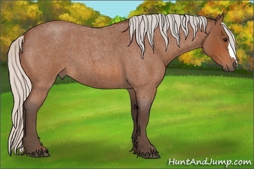 Horse Color:Silver Bay Roan