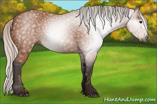 Horse Color:Gray Silver Bay 