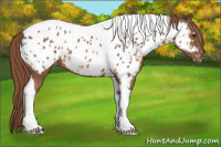 Horse Color:Chestnut Tobiano Near Leopard 