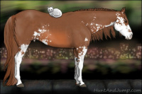 Horse Color:Liver Chestnut Sabino