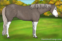 Horse Color:Unknown 